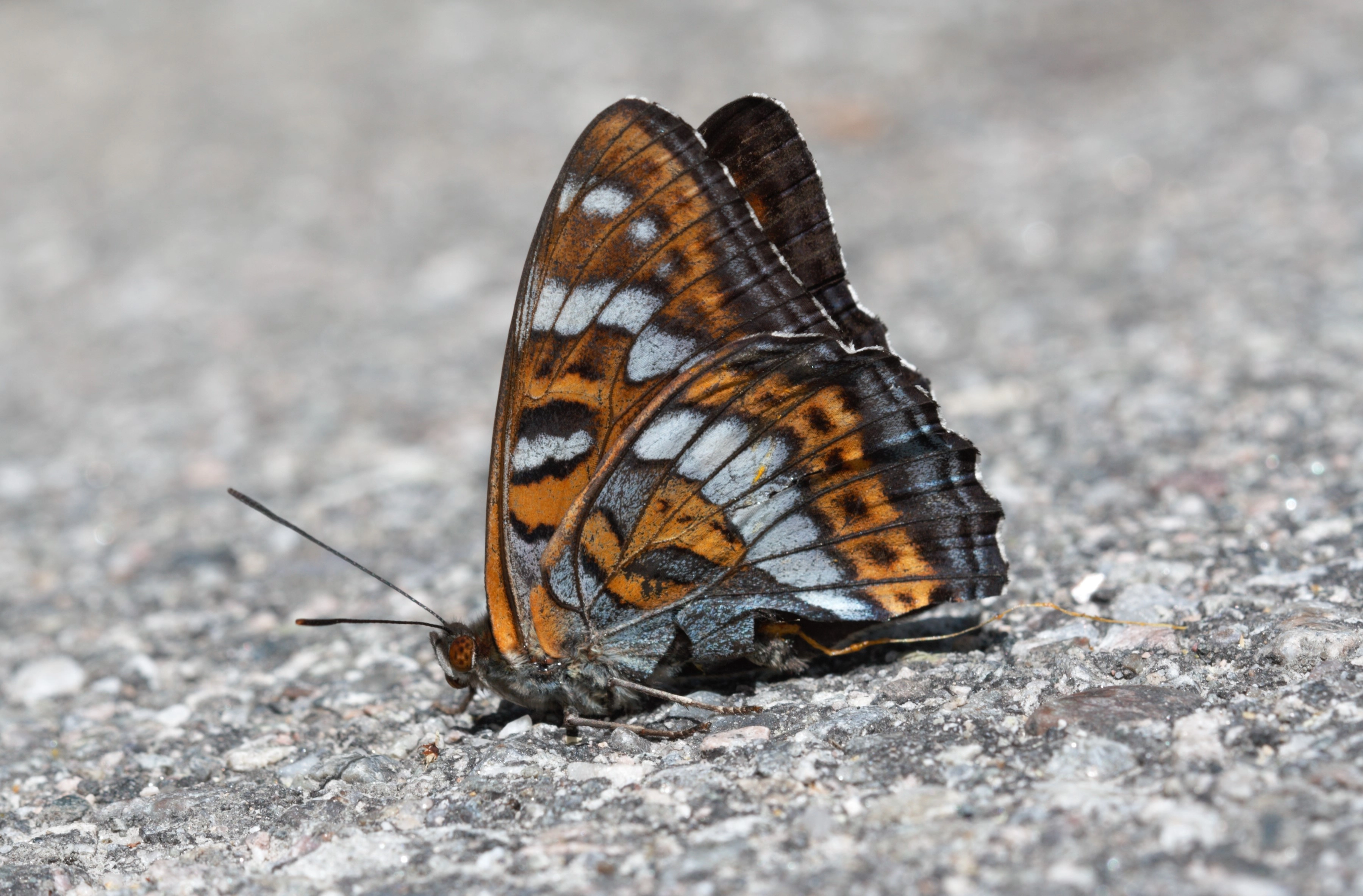 Grote ijsvogelvlinder 7 juli 2019, Lunde Noorwegen.jpg